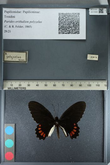 Media type: image;   Entomology 173333
